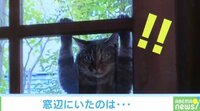 ぶらりん…猫がドアを登る様子