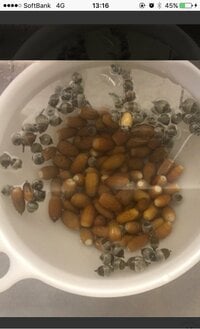 市川海老蔵『まおにそっくりのドングリみっけ』