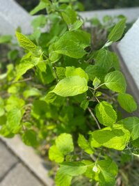 原田龍二の嫁『地震だ！』