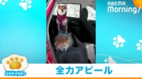 【映像】帰宅を“全力拒否”する柴犬(姉犬の表情にも注目)