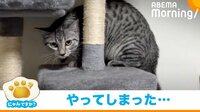「にゃんですか」大惨事編