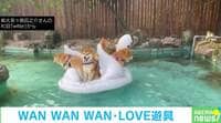 柴犬メリーゴーランド？ 浮き輪に乗った5匹の姿に「天国はここにあったか」