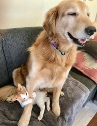 坂上忍、愛犬・愛猫たちの姿を見て感激し涙「正直、想像もしていなかったです」