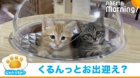 【映像】二足歩行→でんぐり返しする猫