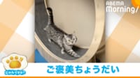 【映像】運動後に頭を撫でられて満足そうな猫