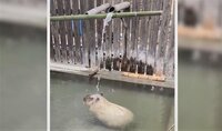 【映像】打たせ湯を“頭”で満喫するカピバラ