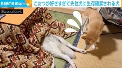 こたつが好きすぎるシベリアンハスキー、柴犬に生存確認されるも「いや、生存確認よりもまず寝相やろｗ」「頭隠して尻隠さず過ぎる」