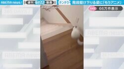「もうアニメw」猛スピードで階段を駆け下りるチンチラに「スキーの競技にも見えてきた笑」「こういうスマホゲームでないかな」と反響