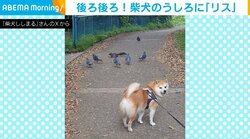 柴犬の後ろに“まさかの生き物” 全然気づかない姿に飼い主爆笑「なんで気付かないの？」