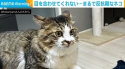 まるで反抗期？イカ耳姿の猫が目も合わせてくれない“理由”に飼い主メロメロ