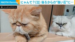 絶対に向けない… 後ろから“鋭い目でじっと見る”猫の姿に「めっちゃガン飛ばされてる」「目力がwwww」とジワる人続出