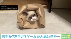 手も足も出ない…子猫の可愛らしい戯れに反響「顔がいかつくて笑ってしまった」