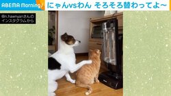 ストーブ前を譲って欲しい犬 陣取る猫に“アピール”する姿が「顔が切ない」「まるでコントみたい」と反響