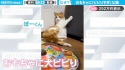 電動おもちゃに“ビビりまくる”→“なぜか仰向けになる”猫が、SNSで話題沸騰！「目が最高に可愛い笑」「何でそんなに回転しちゃうのw」