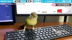 ノリノリで踊るインコの動画が再生160万回超え！ケージから開放された喜びを全力で表現する姿が可愛いと反響