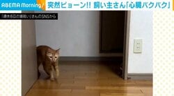 「トコトコ…!!」猫が入室から2秒で奇襲？ 飼い主の心臓バクバク 「これはビビる」「規格外過ぎる」と大反響