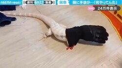 「トムとジェリーかな？w」手袋に頭を突っ込んだトカゲの右往左往っぷりに「可愛すぎるぅ！」「マスターハンドやんw」と大反響