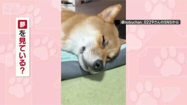 お昼寝中も楽しい！」 寝ながらくすくす…笑いが止まらない 夢を見る