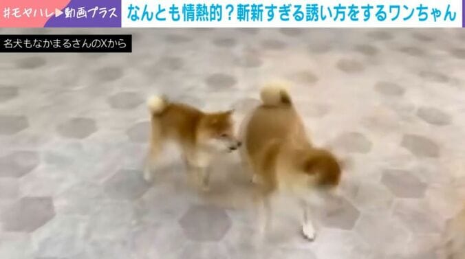 もなかまるちゃん