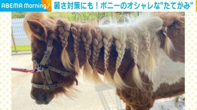 チャチャちゃん