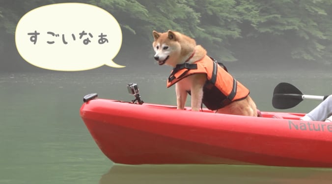 「感動だワン！」柴犬かぼすちゃん、 美しすぎる大自然の中でカヌー挑戦で 6枚目