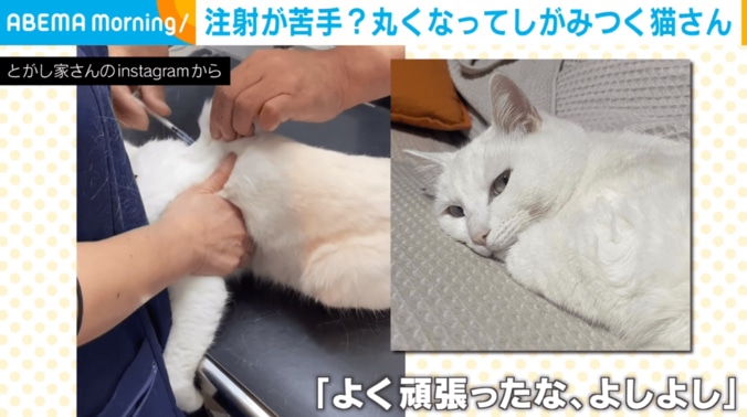 苦手な注射に挑む猫 丸まって飼い主にすがる姿に「おててが可愛い」「守ってあげたくなる」と反響 1枚目