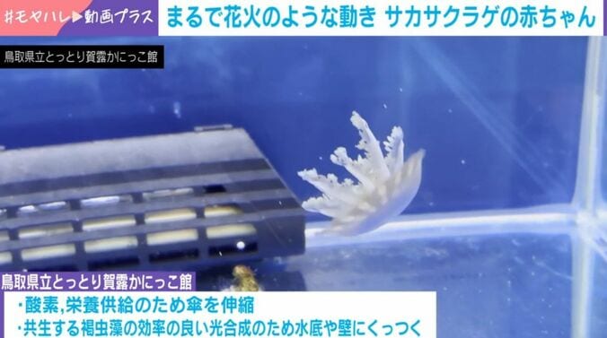 クラゲの赤ちゃん