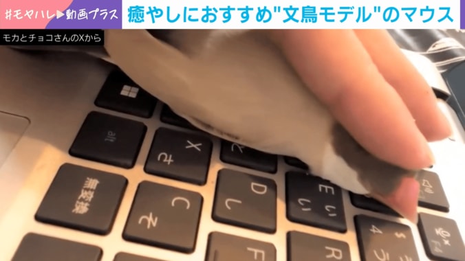 シナモン文鳥のチョコくん