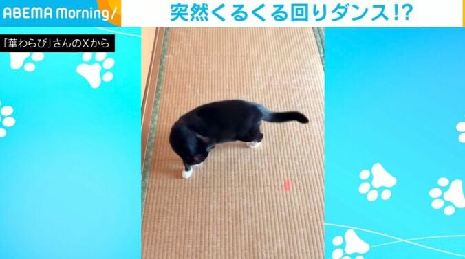 猫のロコちゃん