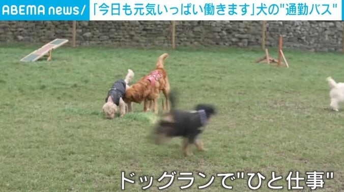 走る犬たち