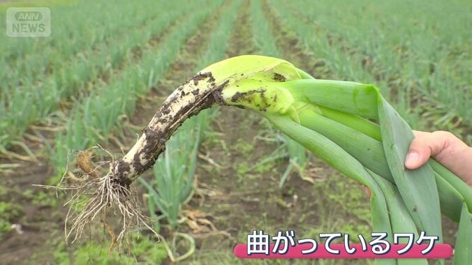 “幻の食材”「新里ねぎ」