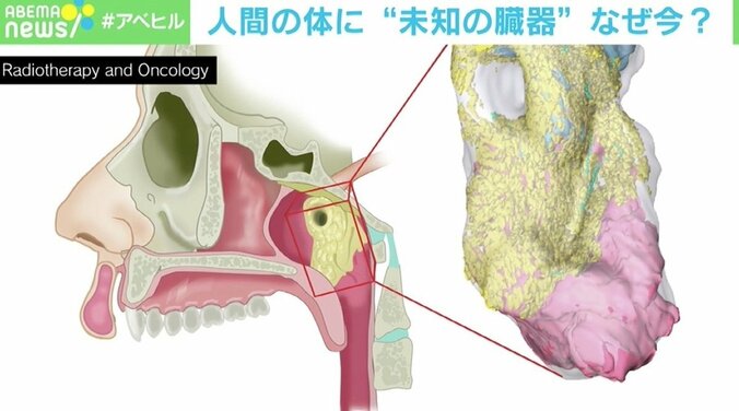 人間の体に“未知の臓器”発見、なぜ今？ 研究チームの医師を直撃 臓器の“定義”によって今後新たに見つかる可能性も？ 3枚目