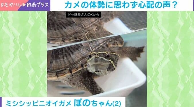 ミシシッピニオイガメ・ぽのちゃん