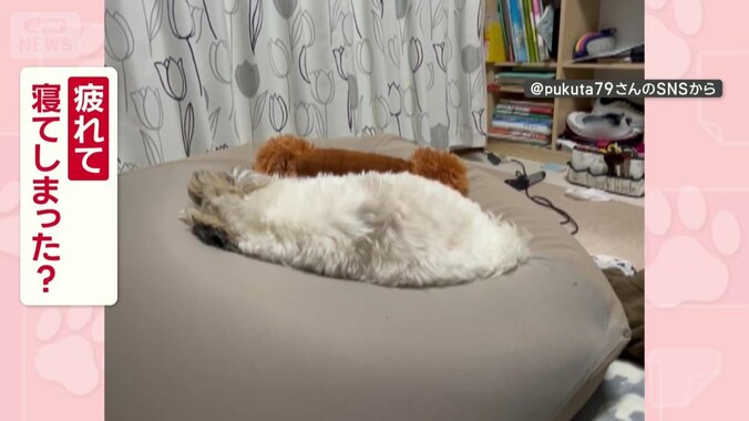 疲れて寝ちゃったの？
