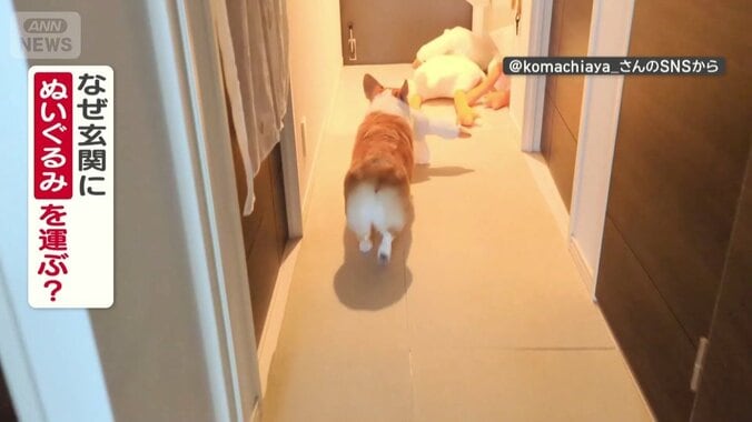 なぜ玄関にぬいぐるみを運ぶ？
