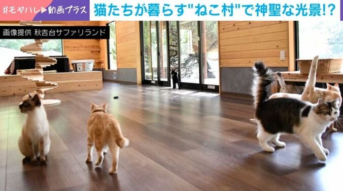 ねこ村