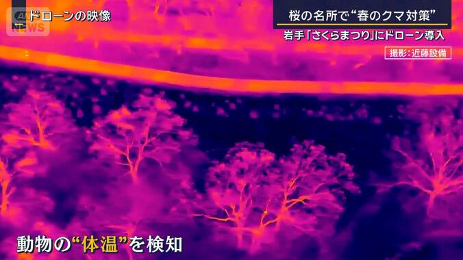岩手・さくらまつりに“ドローン”導入　桜の名所で“春のクマ対策” 1枚目