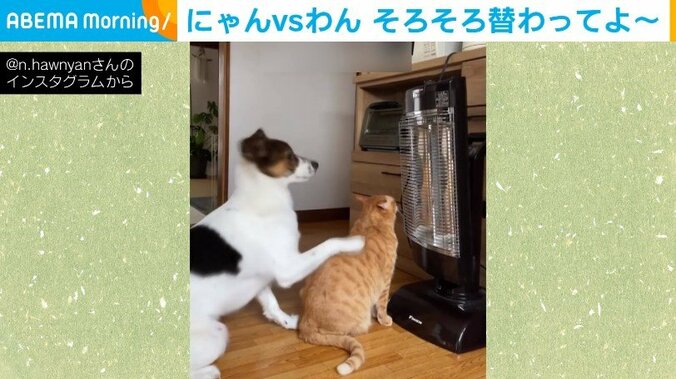 ストーブ前を譲って欲しい犬 陣取る猫に“アピール”する姿が「顔が切ない」「まるでコントみたい」と反響 1枚目