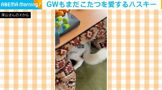 シベリアンハスキーのアシリちゃん
