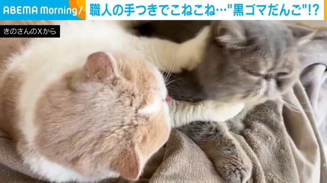 猫のこばんくんとふくすけくん