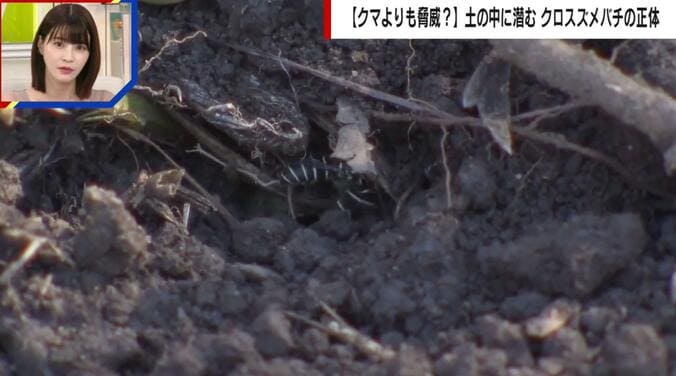 クロスズメバチの巣