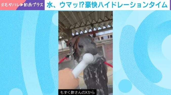 馬のノーブルビーチ