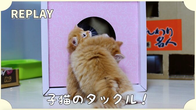 猫「抜けなくなったにゃ…！」　可愛いすぎるマンチカンズの仔猫時代が放送決定 3枚目