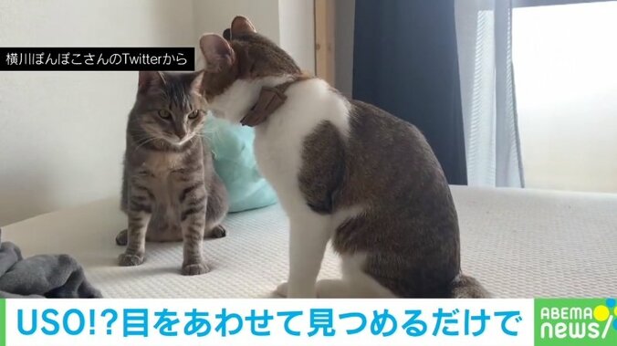 2匹の猫がアイコンタクト その後の“息ピッタリな動き”に「完璧なシンクロ」「こっそり練習してた？」 1枚目