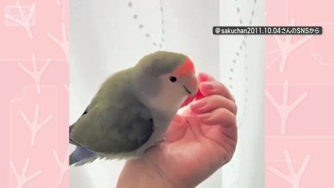 飼い主になでられる
