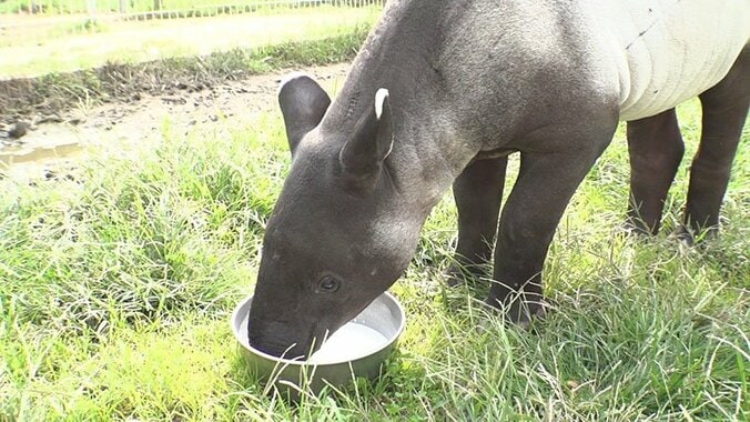 動物たちの可愛すぎる“食事タイム”に密着！ ホワイトタイガーこだわりのディナーとは？ 11枚目