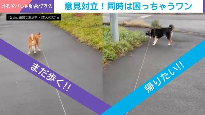 “拒否柴現象”