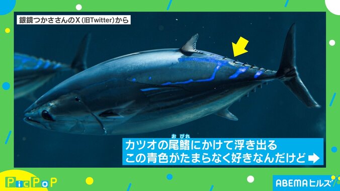 サイバー感がカッコいい！！カツオの “輝く瞬間”を激写 飼育員もイチ推しの美しさに「知らなかった…」「生で見てみたい」など絶賛の声 2枚目