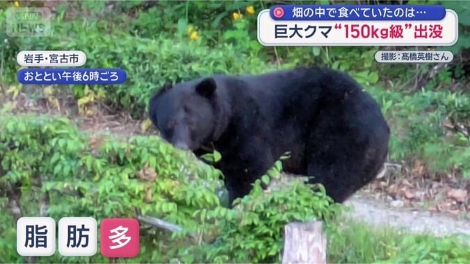 多くの脂肪を蓄えている