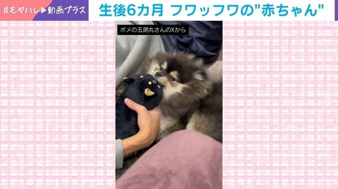 ポメラニアンの五朗丸くん